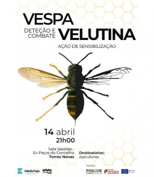 Vespa Velutina